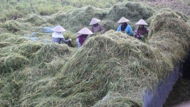 Memanfaatkan Sisa Panen (Foto Sup)