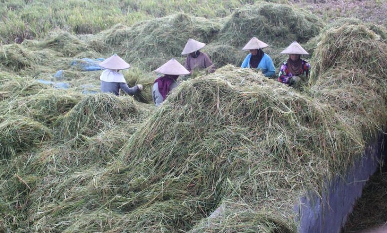 Memanfaatkan Sisa Panen (Foto Sup)