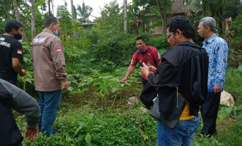 Tanamam Porang (Foto jib)