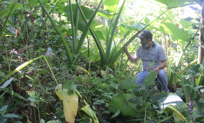 Rdiho petani kimpul dari Desa Colo Kecamatan Dawe Kudus Foto Sup