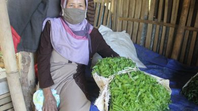 Tiyamah pemasok pakis bahan baku pecel Colo Gunung Muria Foto Sup