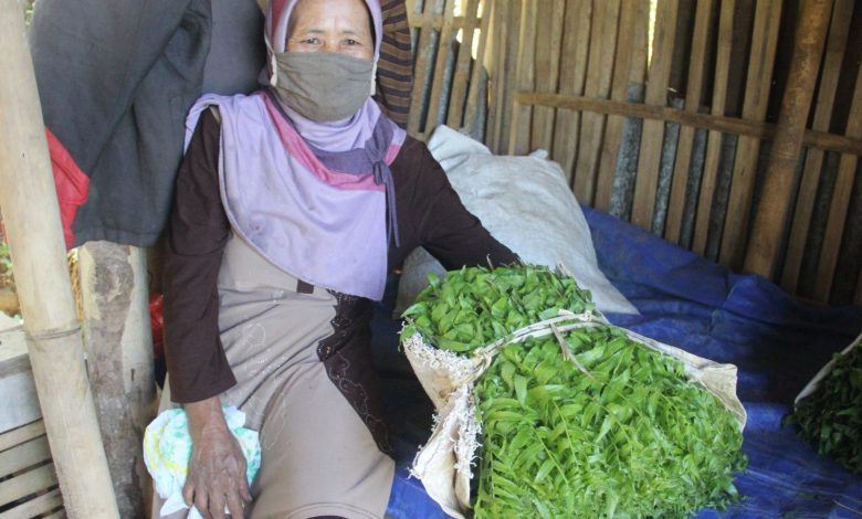 Tiyamah pemasok pakis bahan baku pecel Colo Gunung Muria Foto Sup