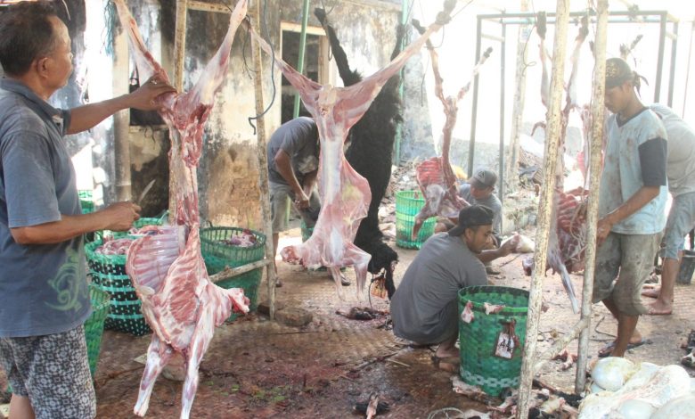 menguliti kambing