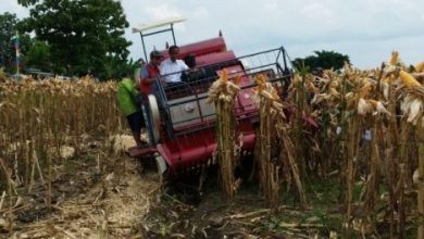 Panen jagung dengan mesin nload