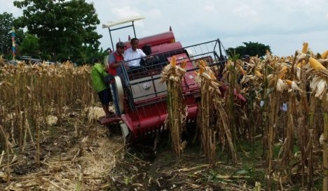 Panen jagung dengan mesin nload