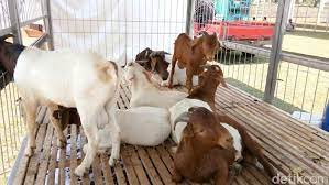 Butuh 5.000 ekor kambing dan domba untuk dieskpor (1)