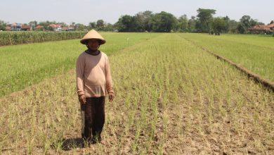 Sawah di desa hadiwarno mejobo kudus foto sup