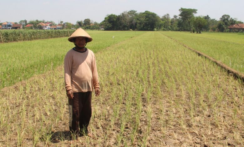 Sawah di desa hadiwarno mejobo kudus foto sup