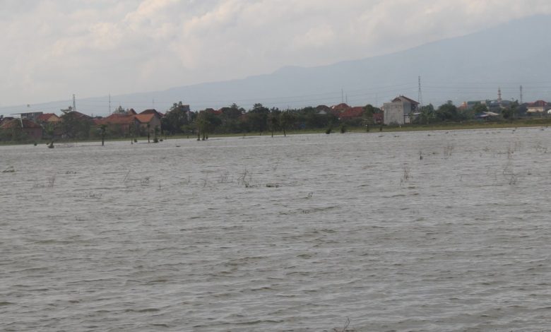 Sudah sekitar tiga bulan 10 hektar sawah di Desa Kirig Kecamatan Mejobo Kab upaten Kudus tergenang air, sehingga belum bisa diagarap petani Foto Sup