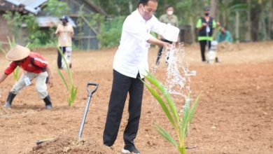 Presiden Jokowi melakukan penanaman Kelapa Genjah | Foto:Istimewa