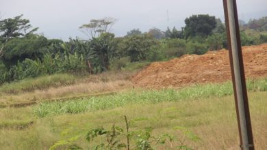 Sebagian lahan di blok Sipasar Desa Papringan Kecamatan Kaliwungu Kudus. Foto Sup