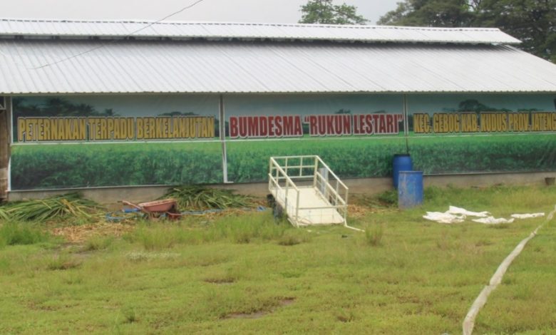 Kandang Sapi BUMDesma Rukun Lestari Desa Besito Kecamatan Gebog Kudus. Foto SUp