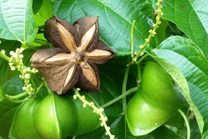 Bunga-buah, biji kacang ajaib Foto Sup