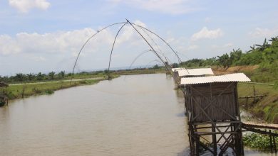 Sungai SWD I Desa Setrokalangan Kaliwungu Kudus Sabtu 10 Desember 2022 bebas dari tanaman enceng gondok. Foto SUp