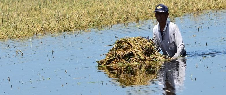 Menyelamatkan "seonggok" padi siap panen dari genangan banjir Foto : istimewa