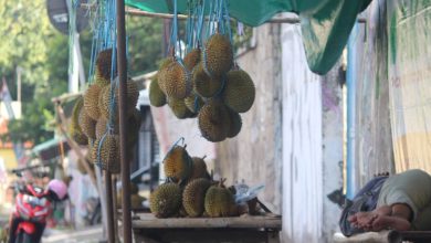 teks foto Seorang perempuan penjual buah durian di Jalan Diponegoro Kudus, Sabtu 21/1/2023 tertidur pula di seputar "pating grandulnya" durian yang dijajakan. Foto Sup