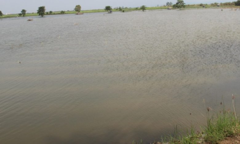 Ratusan hektar sawah di Desa Ngemplak, Karangrowo dan Undaan Lor Kecamatan Undaan Kabupaten Kudus,  sampai dengan Selasa sore (24/1/2023) masih tergenang. Akibatnya nyaris tidak ada aktivitas pertanian di sana.